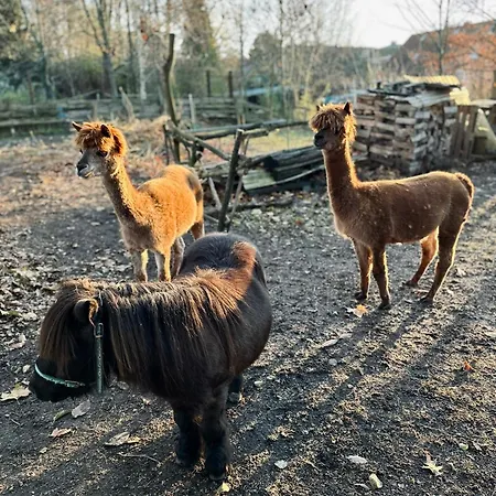 아파트 Im Spreewald *